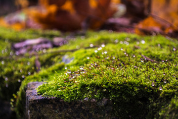 moss