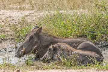 Naklejka na ściany i meble Common warthog sow and piglet in a muddy pond