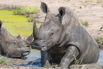 Naklejka premium White rhino taking a mudbath