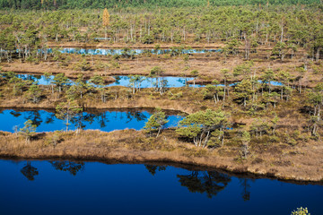 Fototapeta premium swamp