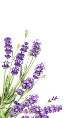 Lavender flowers white background Floral