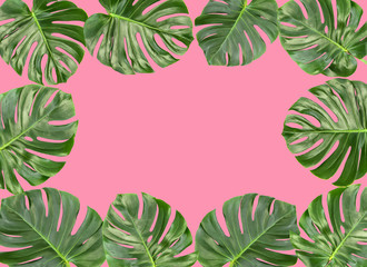 Fototapeta na wymiar Monstera leaves pink background Floral border tropical plant