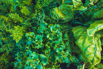 green salat in a growing box from the top view