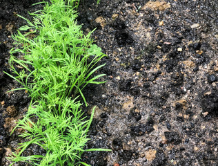 Young dill herb plant growing in soil Seedlings ground