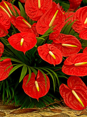 Close up of the colourful Red Anthuriums in a flower arrangment
