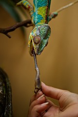 Caméléon langue attaque - reptile main insecte chasse prédateur