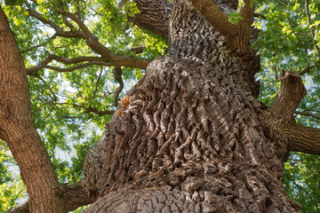 Stamm und Blätter einer alten knorrigen Eiche