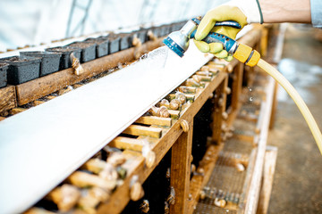 Washing shelves with water gun, taking care of the snails in the hothouse of the farm, close-up view