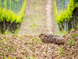 Hare is hiding in a vineyard
