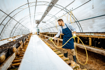 Naklejka na ściany i meble Handsome worker washing shelves with water gun, taking care of the snails in the hothouse of the farm, wide angle view with copy space