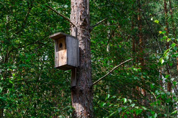 A wooden bird house on an old high pine tree