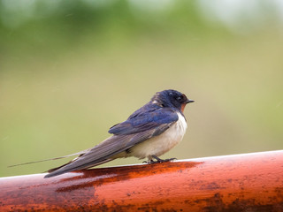 Smoke swallow on a red pole at rainy weather