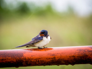 Smoke swallow on a red pole at rainy weather