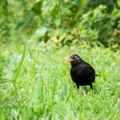blackbird in the garden