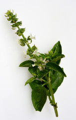 Basilikum, Ocimum, basilicum, Heilpflanze,