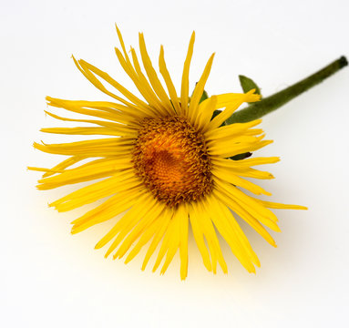 Alant; Bluete; Inula Helenium