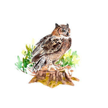 watercolor forest set: owl on the stump