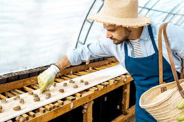 Handsome worker feeding snails, powdering food on the special shelves in the hothouse of the farm. Concept of farming snails for eating