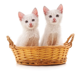 Fototapeta na wymiar Two white kittens in a basket.