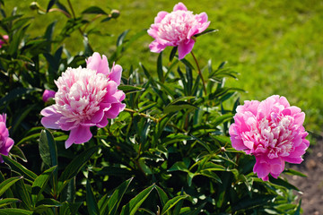 pink peonies in the garden