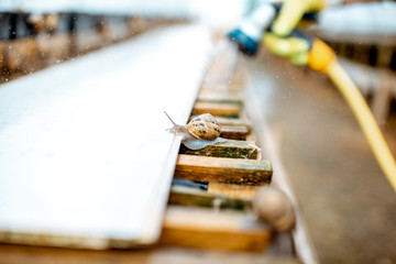 Washing shelves with water gun, taking care of the snails in the hothouse of the farm, close-up view