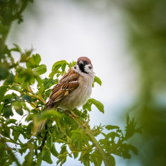 Sparrow in a bush