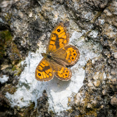 Wall fox butterfly on a wall of a boulder