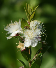 Myrte, Myrtus, communis, Balsam