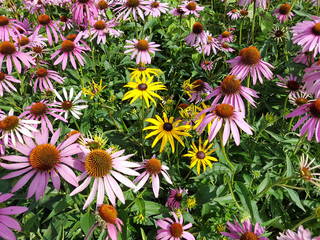 Roter Sonnenhut, Echinacea, purpurea