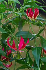 Close up of a climbing Gloriosa in a conservatory
