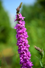 Purple flower with a straight stem. Lat. Lythrum salicaria is a perennial herb.  Close up.