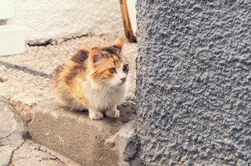 A sad lonely calico cat looking hungry and scared