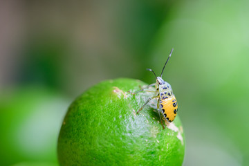 Insect on lemon at garden