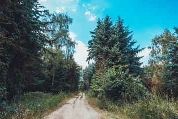 Fototapeta na wymiar lone path in the forest