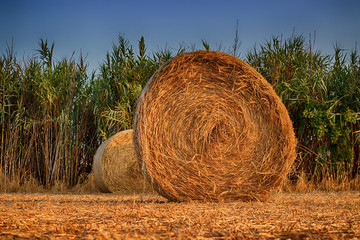 Autumn harvest. Round haystacks on the field