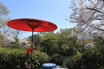 春の京都、神泉苑の桜とお花見の赤い番傘