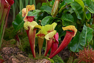 Close up of a Sarracenia, carnivorous plant growing in a conservantory