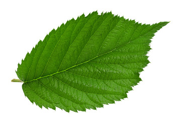 Blackberry fruit leaf closeup