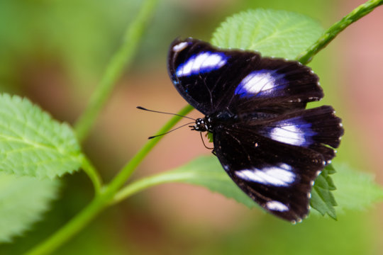 Hypolimnas bolina