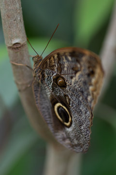 Caligo eurilochus