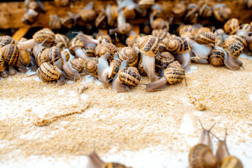Lots of snails on a special shelves with feed on a farm for snails growing, close-up view