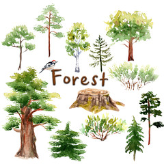 watercolor forest set: trees, bushes, spruce, oak