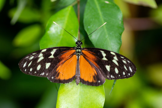 Heliconius hecale