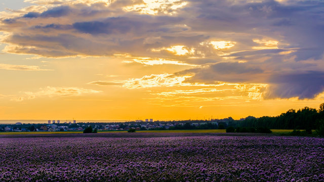 A field of beautiful purple flowers of phacelia. Beautiful sunset. © kseniaso