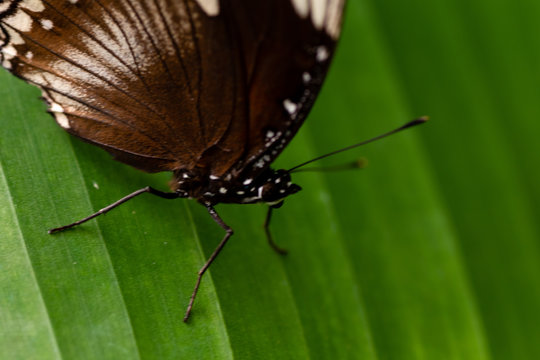 Hypolimnas bolina