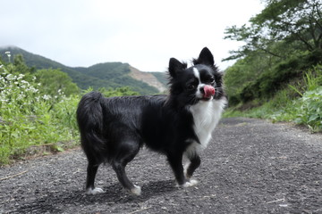 It is a picture of Chihuahuas taking a walk