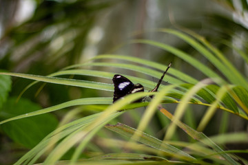 Hypolimnas bolina