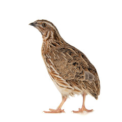 Wild quail, Coturnix coturnix, isolated on a white background