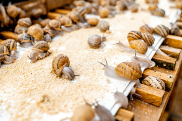 Lots of snails on a special shelves with feed on a farm for snails growing, close-up view