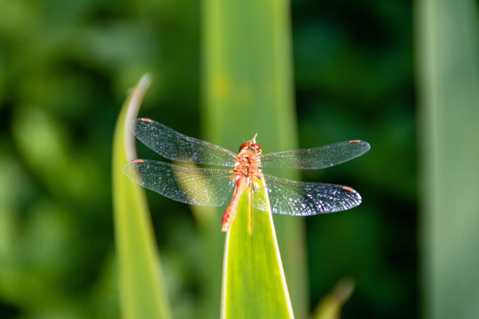 red dragonfly
